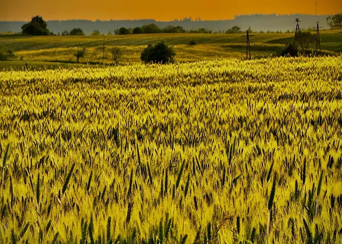 Farm stay Siedlisko Dobrych Snow *